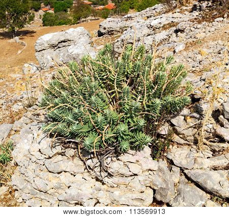 From The Hill In Asia Turkey Selge Old Architecture Ruins And Nature