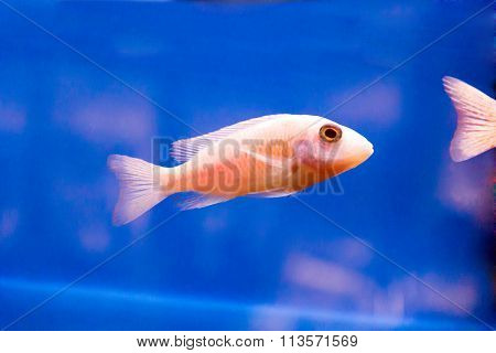 Aulonocara Fish