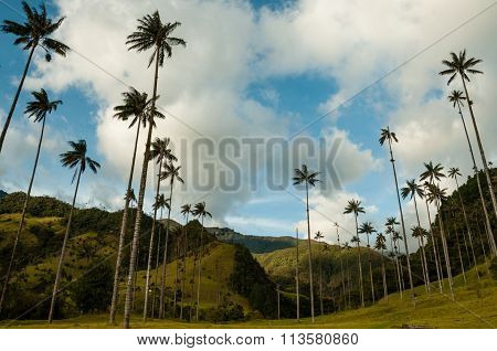 Tall Palm trees on green grass under blue sky with clouds in Cocora Valley