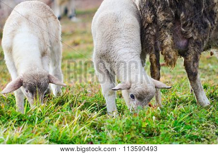 Picture of a Sheep grazing . Animal theme