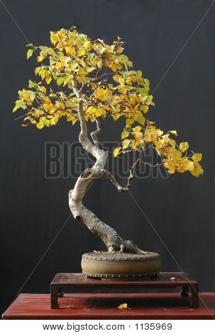 Brzoza Bonsai w jesieni kolor