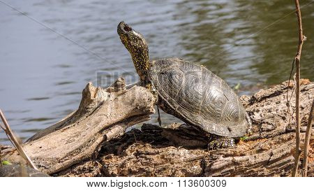 Turtle