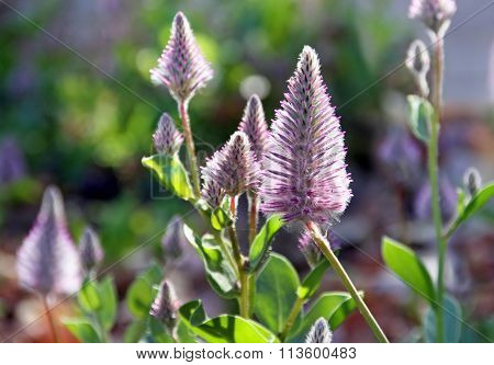 Purple Flowers Ptilotus (lat. Ptilotus Exaltatus)