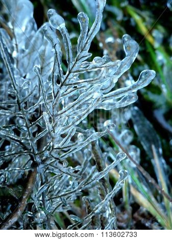 Twigs Encased in Ice
