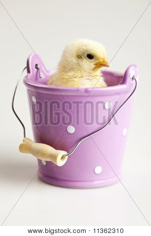 Joyeuses Pâques. Poulets dans le panier