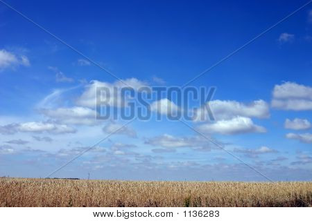 Campo de trigo