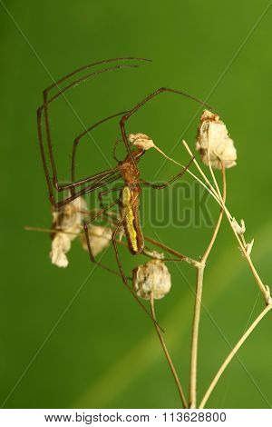 Long Jawed Spider On The Green Backround