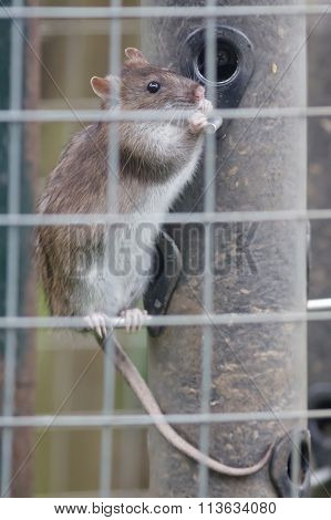Brown Rat (rattus Novegicus)