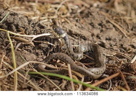 Grass Snake (Natrix natrix)