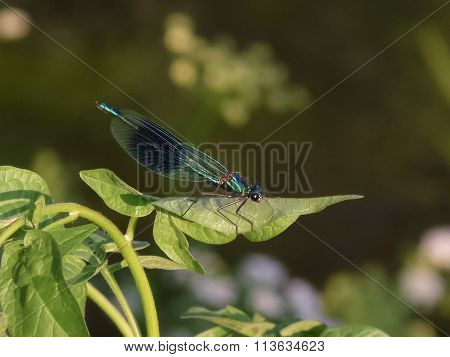 Male Banded Demoiselle (calopteryx Splendens)