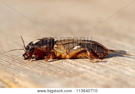 Mole Cricket, Gryllotalpa Gryllotalpa