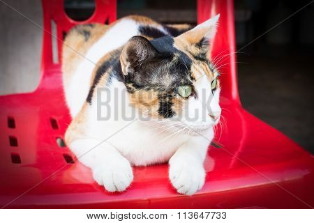 the white Cat lying on a red chair.