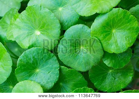 Leaves bright green macro closeup for background.
