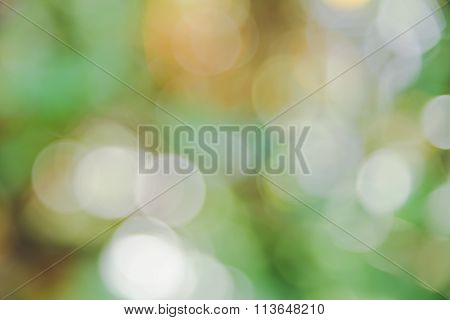 Fresh Green Nature Background With Abstract Blurred Foliage And Bright Summer Sunlight