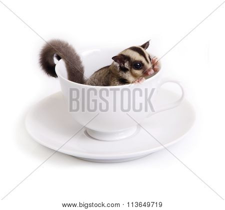 Cute Sugarglider In White Ceramic Cup.