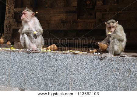 Monkey