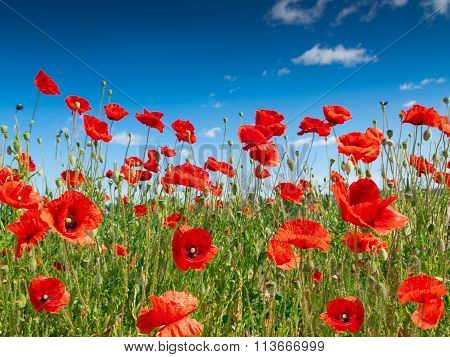 poppy flowers2