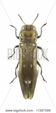 Agrilus Ater