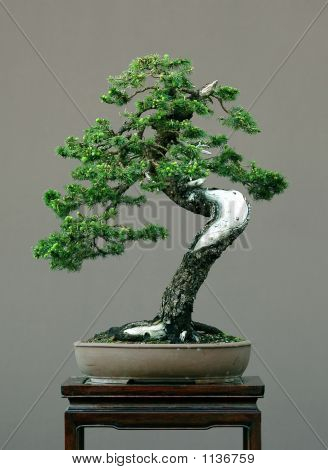 Bonsai Spruce