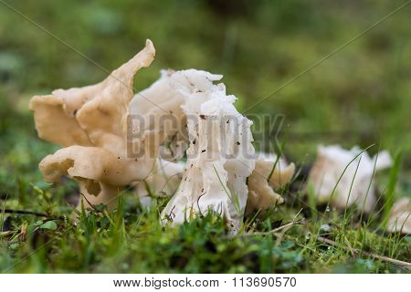 White saddle fungus (Helvella crispa)