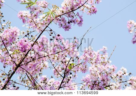 Tabaek Is Beautiful Bunches Of Pink Flowers.