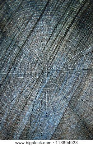 Cross section of tree trunk. Painted grey wooden annual rings.Tree rings in the trunk.