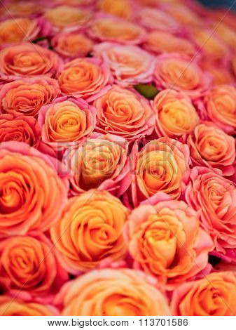 beautiful orange rose
