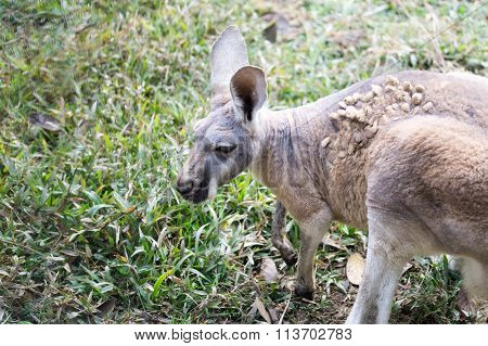 Red-legged pademelon (small forest kangaroo) side in the jungle