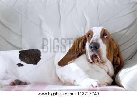 bassethound