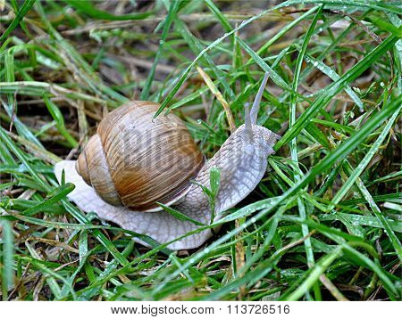snail