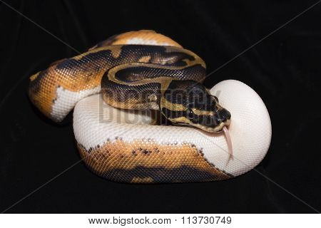 Piedbald Ball Python