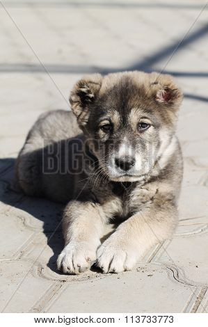 puppy Asian shepherd