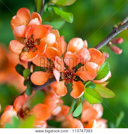 Spring Blossoms, Pink Flowers Of Almonds. Amygdalus Shrub