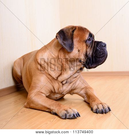 Large Pet Dog Bullmastiff