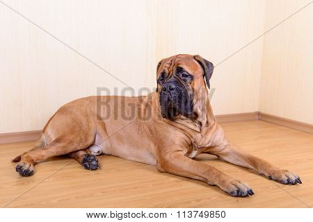 Large Pet Dog Bullmastiff