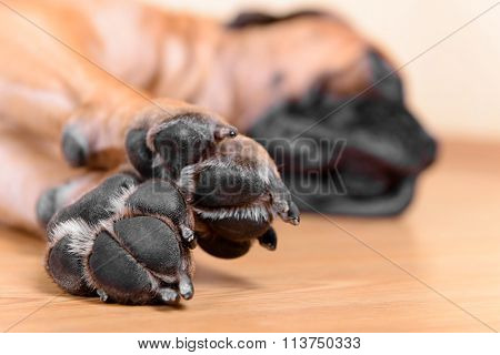 Pet Dog Pads