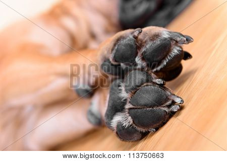 Pet Dog Pads