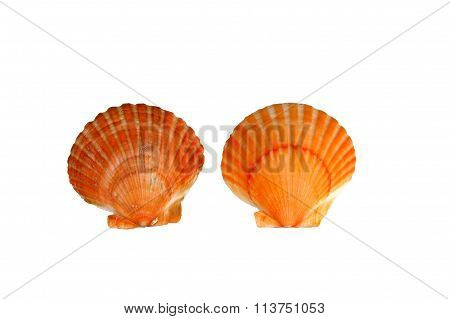 Scallop Shells