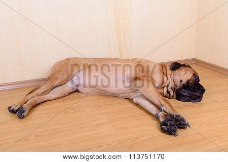 Large Pet Dog Bullmastiff