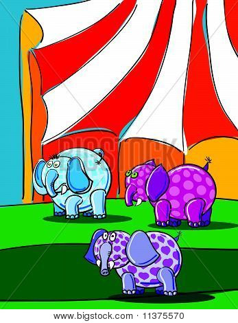 Elefanti e circo
