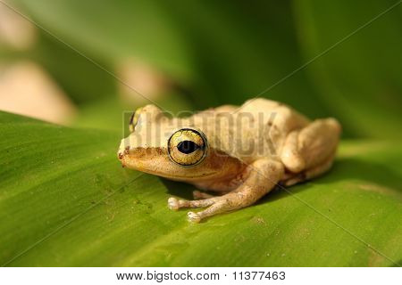 Madagaskar frøen