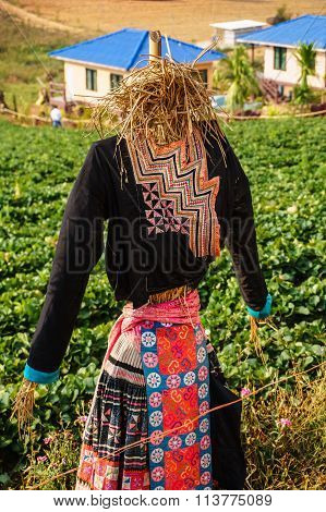 A Scarecrow On Farm