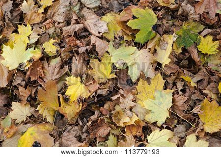 Fallen Winter Maple Leaves