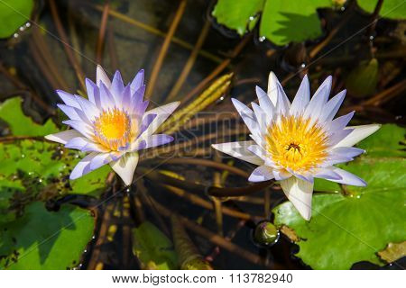 Lotus In The Basin