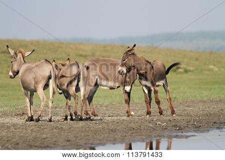 Herd Of Wild Donkeys Playing In The  Meadow