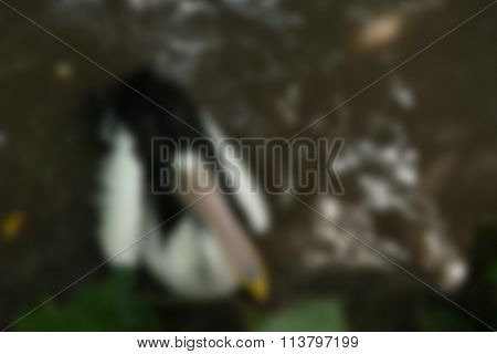 Bird park Bali Indonesia Travel theme blur background