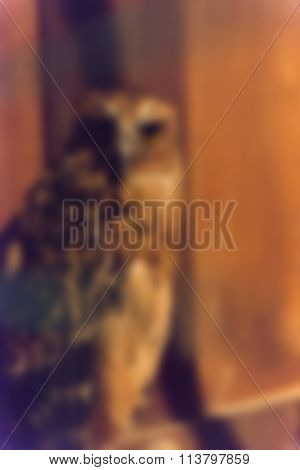 Bird park Bali Indonesia Travel theme blur background