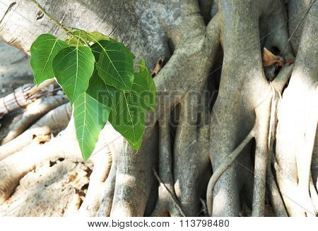 Closeup of Sacred Fig Tree or Pipal Tree or Bohhi Tree or Bo Tree or Peepul with sunlight