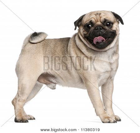 Mops (2,5 Jahre alt)