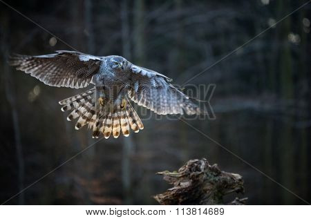 Flying bird Goshawk with blurred orange autumn tree forest, close-up.